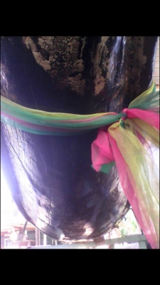 เรือขุดไม้ตะเคียนยาว 3 วาสวยๆ