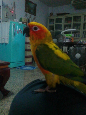 ขายนกแก้วซันครอนัวสวยๆ 1 คู่ สีสดมาก เชื่องๆเลยค่ะ ราคา 18000 ต่อรองได้ค่ะ