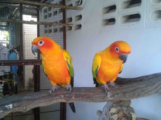 ขายนกแก้วซันครอนัวสวยๆ 1 คู่ สีสดมาก เชื่องๆเลยค่ะ ราคา 18000 ต่อรองได้ค่ะ