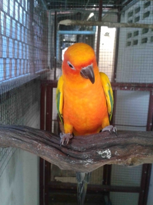 ขายนกแก้วซันครอนัวสวยๆ 1 คู่ สีสดมาก เชื่องๆเลยค่ะ ราคา 18000 ต่อรองได้ค่ะ