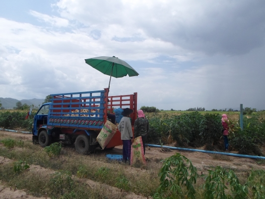 ขายรถบรรทุกหกล้อเครื่องอีสุสุ75แรง ช่วงล่างอีสุสุ85แรง วิ่งข้าว วิ่งมัน บรรทุกพืชผลการเกษตรทุกชนิดได้ เช็คแล้วพร้อมใช้ ส่งฟรี