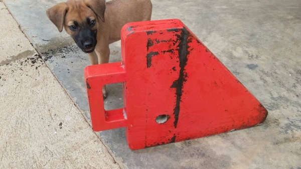 ขายเวดถ่วงผาน.5-และถ่วงผาน6ชี. ขายเวดถ่วงผาน.5-และถ่วงผาน6ชี.