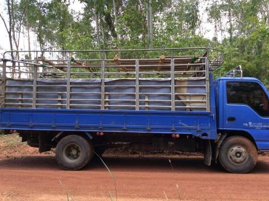 ขายด่วน isuzu NPR 130 แรงม้า เทอร์โบ พิเศษลดสุดๆ550,000****