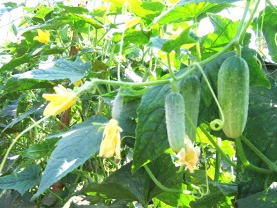 เดอะพาวเวอร์นาโน อาหารเสริมพืช เดอะพาวเวอร์นาโน อาหารเสริมพืช