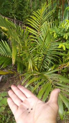 เดอะพาวเวอร์นาโน อาหารเสริมพืช