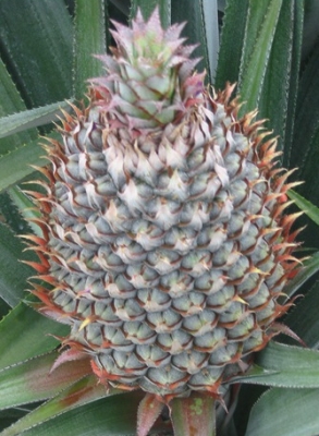 เดอะพาวเวอร์นาโน อาหารเสริมพืช