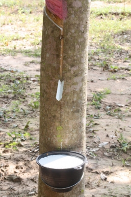 เดอะพาวเวอร์นาโน อาหารเสริมพืช เดอะพาวเวอร์นาโน อาหารเสริมพืช