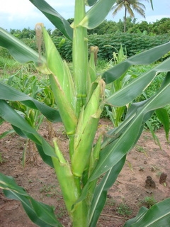 เดอะพาวเวอร์นาโน อาหารเสริมพืช เดอะพาวเวอร์นาโน อาหารเสริมพืช