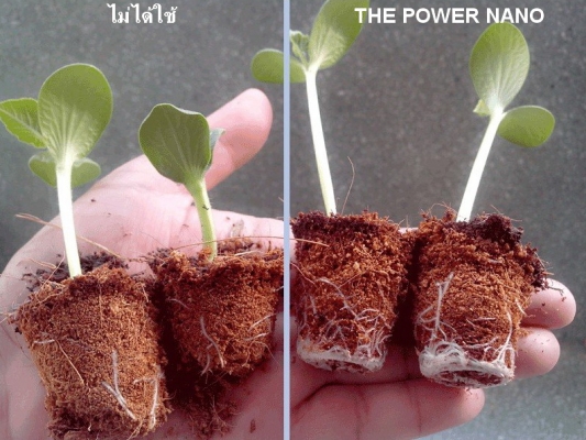 เดอะพาวเวอร์นาโน อาหารเสริมพืช เดอะพาวเวอร์นาโน อาหารเสริมพืช