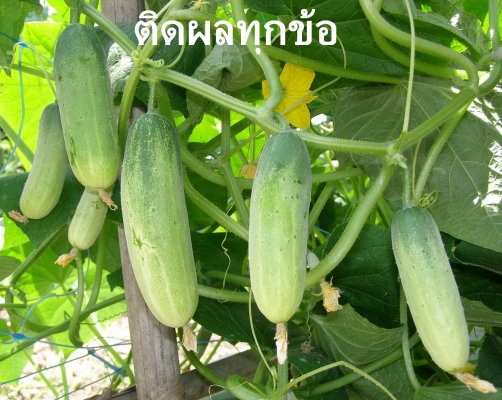 เดอะพาวเวอร์นาโน อาหารเสริมพืช เดอะพาวเวอร์นาโน อาหารเสริมพืช