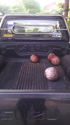 ขายรถกระบะ isuzu TFR