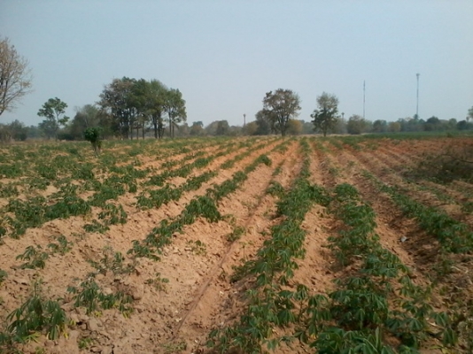 ขายที่ดินติดถนนลาดยางใกล้ทางหลวง 47- 2 -0 ไร่  ราคา 400,000 บาทต่อไร่ (อ.สีคิ้ว)