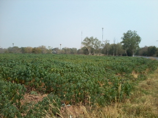 ขายที่ดินติดถนนลาดยางใกล้ทางหลวง 47- 2 -0 ไร่  ราคา 400,000 บาทต่อไร่ (อ.สีคิ้ว)