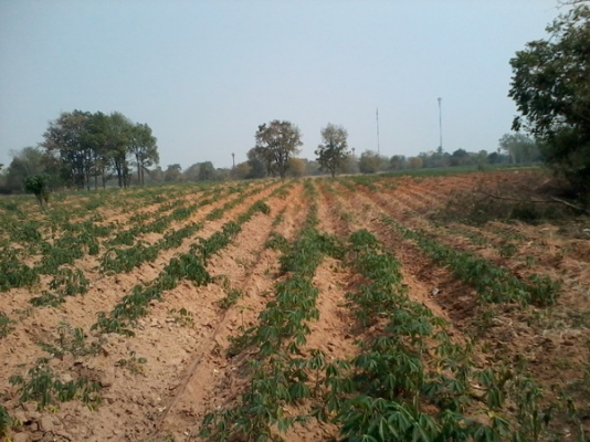 ขายที่ดินติดถนนลาดยางใกล้ทางหลวง 47- 2 -0 ไร่  ราคา 400,000 บาทต่อไร่ (อ.สีคิ้ว)