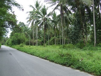 ขออนุญาติขายที่ดินติดทะเลหลังติดถนนดำครับชายหาดสวยๆ