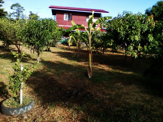 ขายบ้านพร้อมสวนมะนาวเนื้อที่333ต ว.