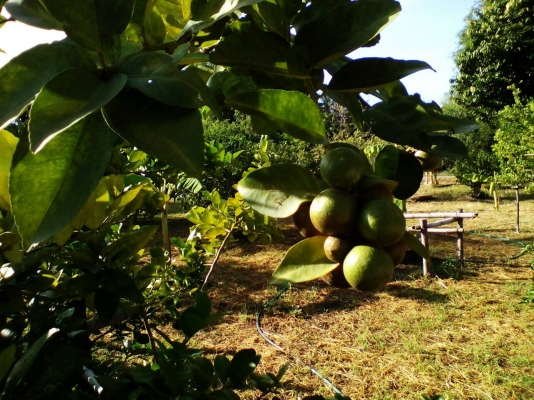 ขายบ้านพร้อมสวนมะนาวเนื้อที่333ต ว.