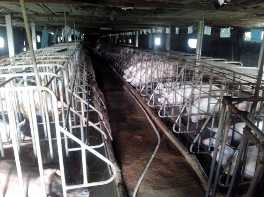 มอเตอร์ 3 เฟส ไฟบ้านติดตั้งมอเตอร์ 3 เฟส ช่วยลดค่าไฟฟ้าได้ถึง 35\% ใช้ในฟาร์มหมูฟาร์มไก่หรืออื่นๆ ลดค่าใช้จ่ายได้ดี