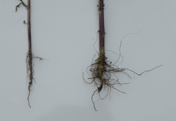 จำหน่ายซีโอไลต์หรือซิลิคอน66-72\% นำเข้าขายที่นครราชสีมา