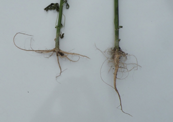 จำหน่ายซีโอไลต์หรือซิลิคอน66-72\% นำเข้าขายที่นครราชสีมา