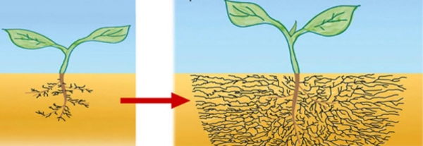 จำหน่ายซีโอไลต์หรือซิลิคอน66-72\% นำเข้าขายที่นครราชสีมา