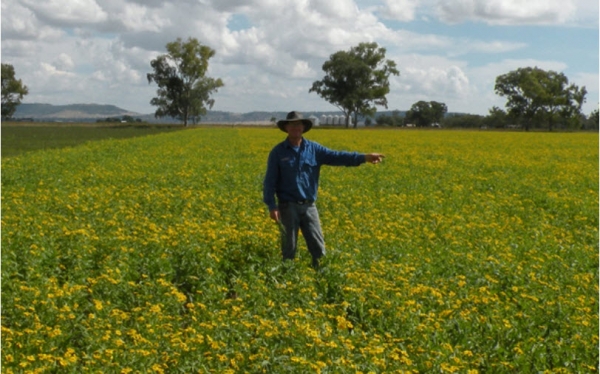 จำหน่ายซีโอไลต์หรือซิลิคอน66-72\% นำเข้าขายที่นครราชสีมา