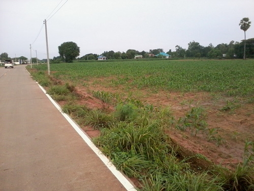 ขายที่ดิน 6 ไร่ ติดถนนคอนกรีต น่าอยู่อาศัย พร้อมด้วยสาธารณูปโภค อ.สีคิ้ว