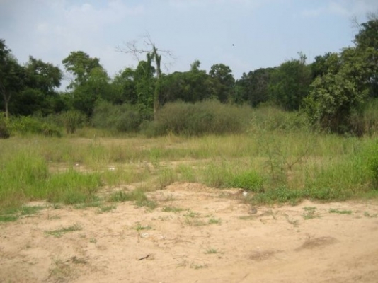 ขออนุญาติพี่เสือ ขายที่ดิน 14 ไร่ ราคา แค่ สองแสน ว่าจะปลูกยาง ต้องใช้เงิน ติดต่อเจ้าของเองเลย 0833707130