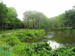 ขออนุญาติพี่เสือ ขายที่ดิน 14 ไร่ ราคา แค่ สองแสน ว่าจะปลูกยาง ต้องใช้เงิน ติดต่อเจ้าของเองเลย 0833707130