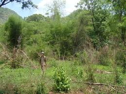 ขออนุญาติพี่เสือ ขายที่ดิน 14 ไร่ ราคา แค่ สองแสน ว่าจะปลูกยาง ต้องใช้เงิน ติดต่อเจ้าของเองเลย 0833707130