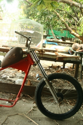 โครงหลังแข็ง