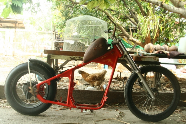 โครงหลังแข็ง