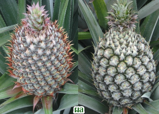 นาโนพาวเวอร์ อาหารเสริมพืช