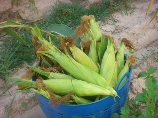 นาโนพาวเวอร์ อาหารเสริมพืช นาโนพาวเวอร์ อาหารเสริมพืช