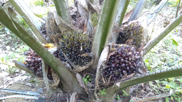 นาโนพาวเวอร์ อาหารเสริมพืช นาโนพาวเวอร์ อาหารเสริมพืช