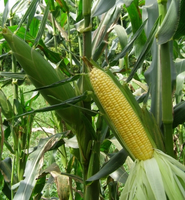 นาโน พาวเวอร์ อาหารเสริมพืช ทั้งถูกและปริมาณเยอะ