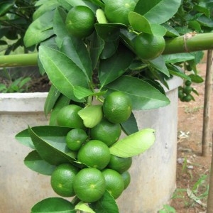 นาโน พาวเวอร์ อาหารเสริมพืช ทั้งถูกและปริมาณเยอะ