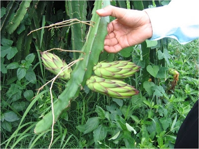 นาโน พาวเวอร์ อาหารเสริมพืช ทั้งถูกและปริมาณเยอะ