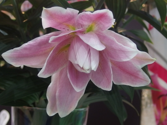 ข า ย แ ล้ ว ข อ บ คุ ณ ผู้ ซื้ อ แ ล ะ TRUCK2 HAND