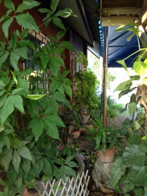 ขายบ้าน 2 หลัง พร้อมที่ดิน 3 ไร่ 3 งาน 13 ตรว. (เจ้าของขายเองค่ะ) .. ขายบ้าน 2 หลัง พร้อมที่ดิน 3 ไร่ 3 งาน 13 ตรว. (เจ้าของขายเองค่ะ) ..