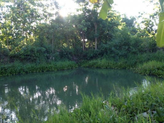 ขายบ้าน 2 หลัง พร้อมที่ดิน 3 ไร่ 3 งาน 13 ตรว. (เจ้าของขายเองค่ะ) .. ขายบ้าน 2 หลัง พร้อมที่ดิน 3 ไร่ 3 งาน 13 ตรว. (เจ้าของขายเองค่ะ) ..