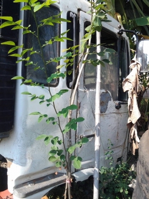 หัวรถโปรเฟีย