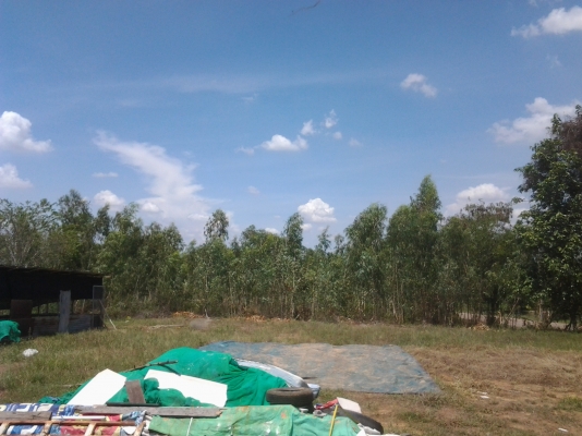 ขอนอกเรื่องหน่อยนะครับ ขายไม้ยูคา 5ไร่  ทั้งสว่น 6000 บาท