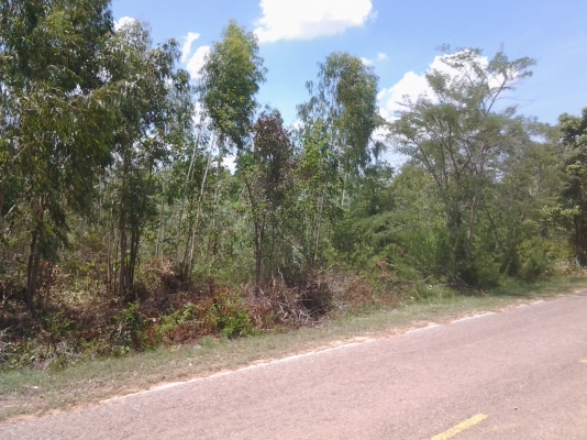 ขอนอกเรื่องหน่อยนะครับ ขายไม้ยูคา 5ไร่  ทั้งสว่น 6000 บาท