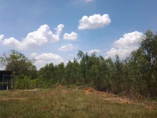 ขอนอกเรื่องหน่อยนะครับ ขายไม้ยูคา 5ไร่  ทั้งสว่น 6000 บาท