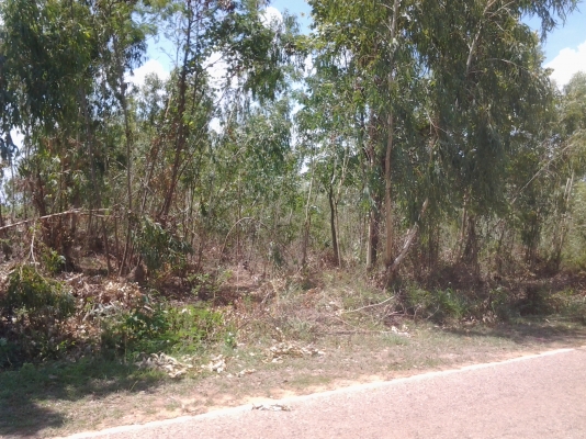 ขอนอกเรื่องหน่อยนะครับ ขายไม้ยูคา 5ไร่  ทั้งสว่น 6000 บาท