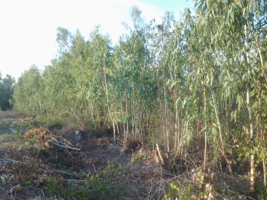 ขอนอกเรื่องหน่อยนะครับ ขายไม้ยูคา 5ไร่  ทั้งสว่น 6000 บาท