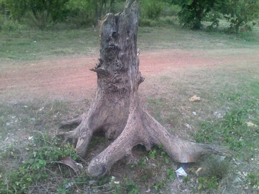 ตอตะเคียนทอง ขนาดประมาณ สูง1.60เมตร