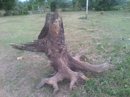 ตอตะเคียนทอง ขนาดประมาณ สูง1.60เมตร