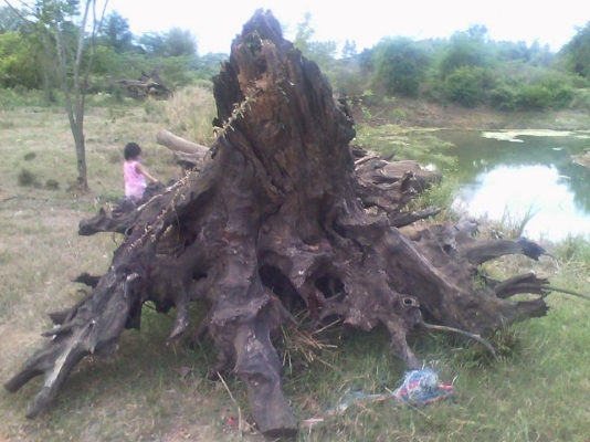 ตอไม้ตะเคียนทอง ขนาดสูง 2.00*เส้นผ่าศูนย์กลาง4.00เมตร